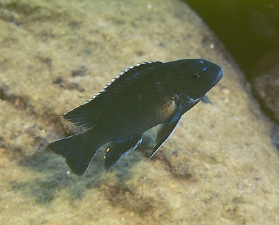 Pseudotropheus sp. 'elongatus kirondo' Kirondo